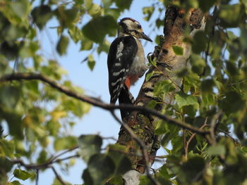 Low angle view of bird perching on tree