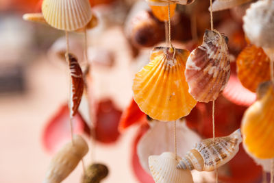 Close-up of shell hanging on seashell