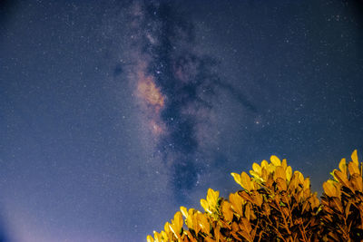 Low angle view of plants against sky at night