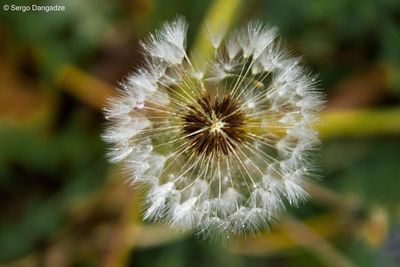 Close-up of dandelion