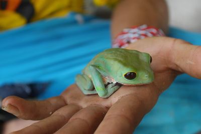 Close-up of hand holding lizard