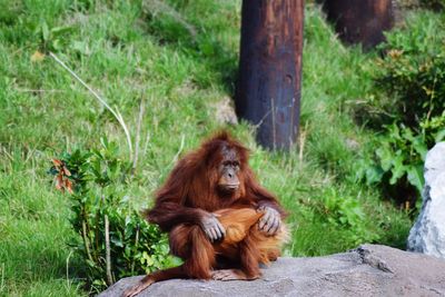 Orangutan sitting in a row