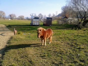 Horse standing in field