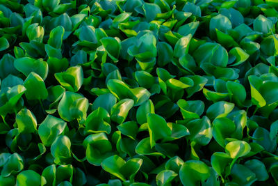 Full frame shot of green plants