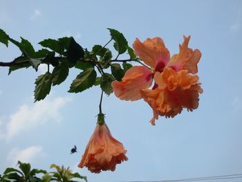 Low angle view of flowers against sky