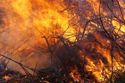 Close-up of bonfire at night