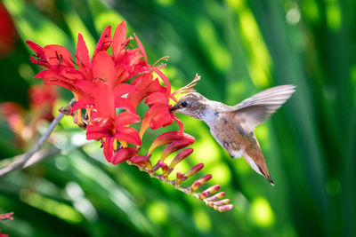 Close-up of hummingbird