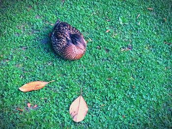 High angle view of ball on field