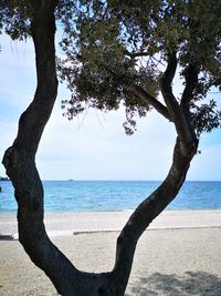 Tree by sea against sky