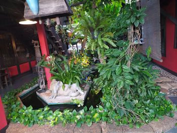 Potted plants in yard against building