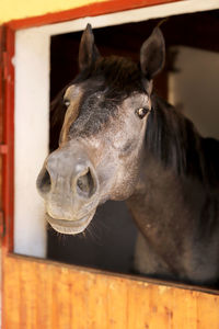 Close-up of horse in stable