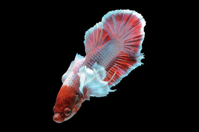 Close-up of fish swimming in sea