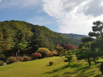 Scenic view of agricultural field against sky