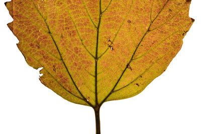 Close-up of maple leaf against white background