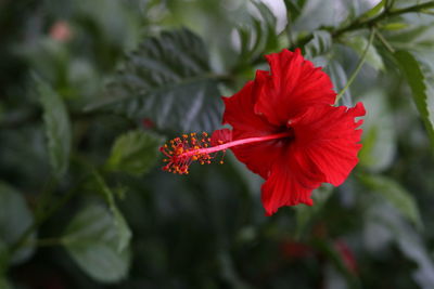 Close-up of red flowers
