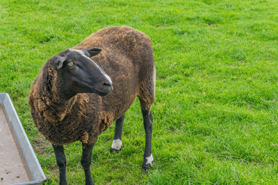 Sheep standing in a field