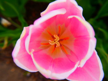 Close-up of pink hibiscus blooming outdoors