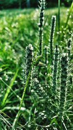 Close-up of plant on field