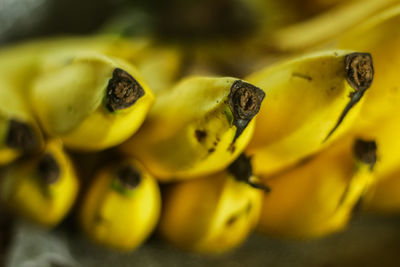 Close-up of yellow fruit on plant