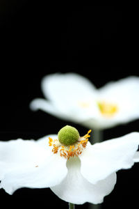 Close-up of yellow flower blooming against black background