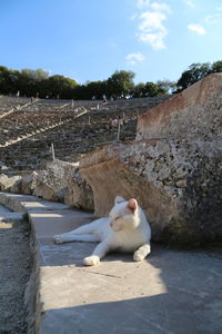 View of a cat sitting on retaining wall