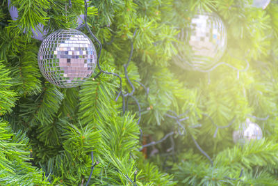 Close-up of christmas tree against plants