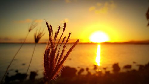 Close-up of plants at sunset