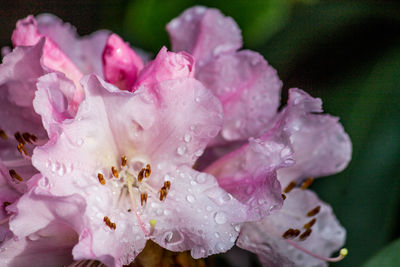Close-up of water drops on pink rose flower