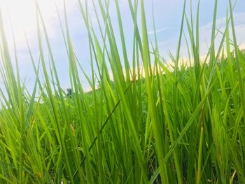 Close-up of crops growing on field against sky