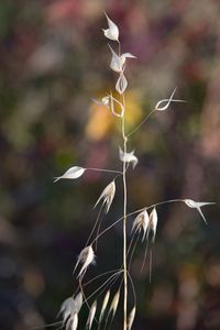 Close-up of dry plant on field