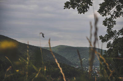 Plants growing on land against sky