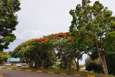 Trees by road against sky