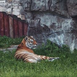 Tiger sitting on rock