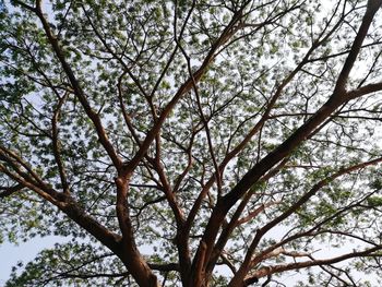 Low angle view of tree in forest