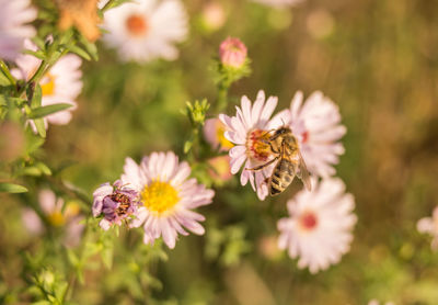 Close-up of bee on flower