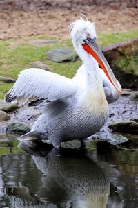 Close-up of pelican in lake