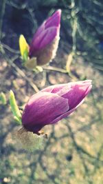 Close-up of pink crocus flower