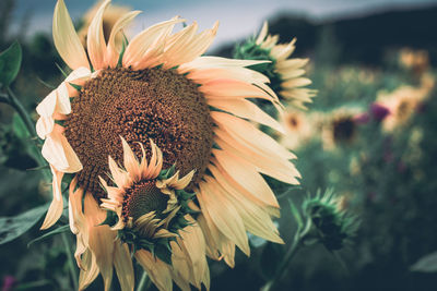 Close-up of sunflower against blurred background