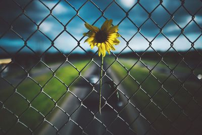 Close-up of chainlink fence