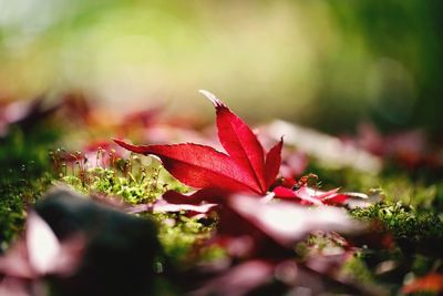 Close-up of red maple leaves on field