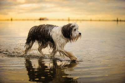 Dog walking in sea against sky during sunset