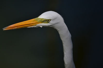 Close-up of a bird