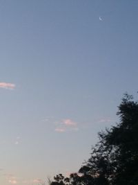 Low angle view of trees against sky