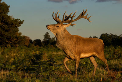 Deer standing in a field