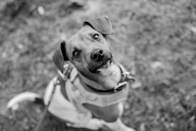 High angle portrait of a dog on field