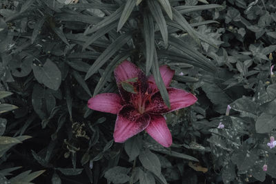 High angle view of pink flowering plant