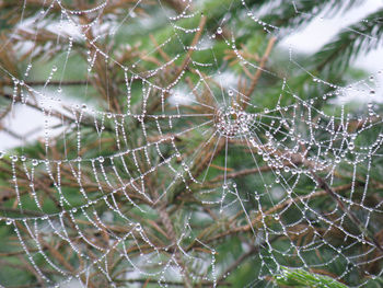 spider web