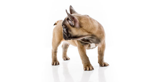 Dog against white background