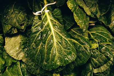 Full frame shot of green leaves