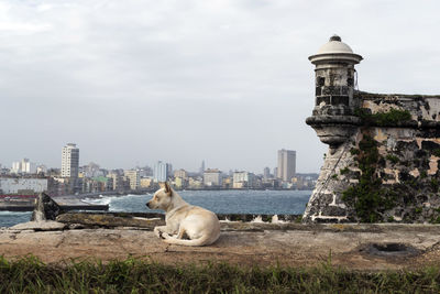 Full length of dog lying at morro castle by sea against sky